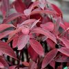 Arctic Fire Red Twig Dogwood #3 - Image 3